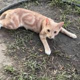 Picture of cat lost at Bakersfield