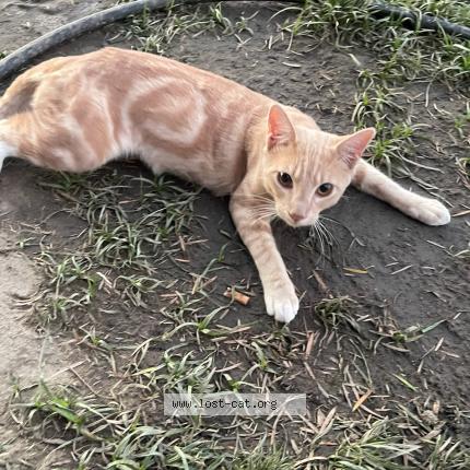 Photo 1/1 Peanut Chat lost in Bakersfield