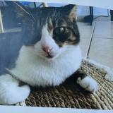 Picture of cat lost at Sainte Clotilde