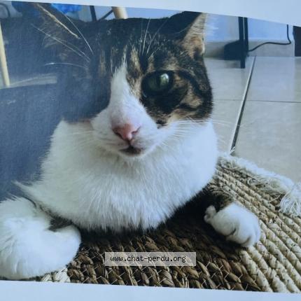 Photo 1/1 Sam Chat lost in Sainte clotilde