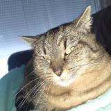 Picture of cat lost at Le Gue De Velluire