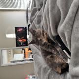 Picture of cat lost at Cumming