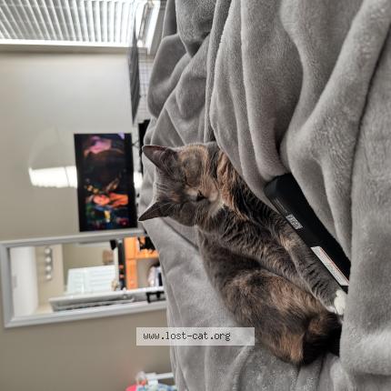 Photo 1/1 Zoey Chat lost in Cumming