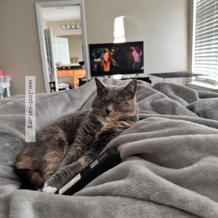 Photo 1/1 Zoey Cat lost in Cumming