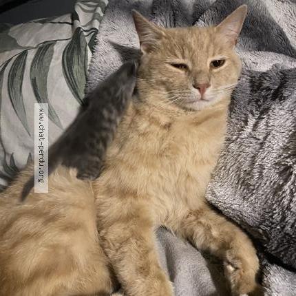 Photo 1/1 Roukmout Chat lost in Saint hilaire de riez