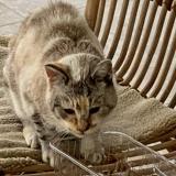 Picture of cat found at Canules Et Argentieres