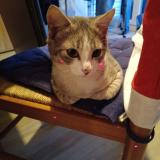 Picture of cat found at Neufchatel En Saosnois