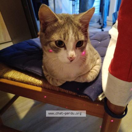 Photo 1/1 Found cat Found in Neufchatel en saosnois