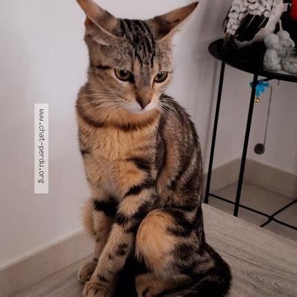 Photo 1/1 Océane Chat lost in Serignan