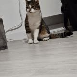 Picture of cat found at Loos