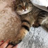 Picture of cat found at Saint Egreve