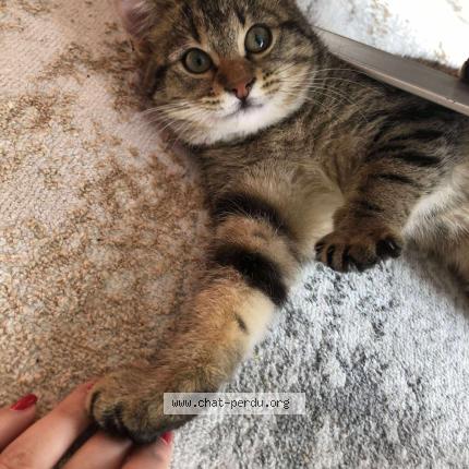 Photo 1/1 Found cat Found in Saint egreve