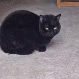 Picture of cat found at Ravieres