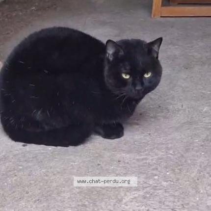 Photo 1/1 Found cat Found in Ravieres