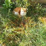 Picture of cat lost at Albi