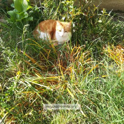 Photo 1/1 ECHAT Chat lost in Albi