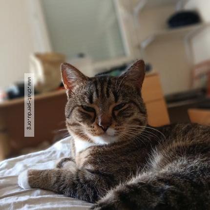 Photo 1/1 CARTMAN Chat lost in Brest