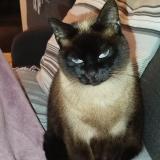 Picture of cat lost at Guethary