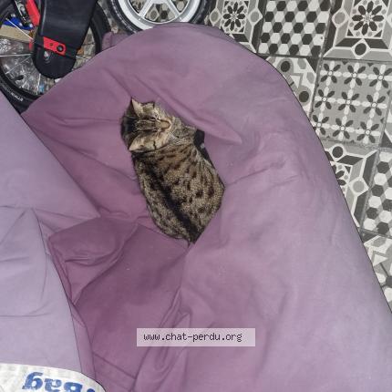 Photo 1/1 Found cat Found in Bruxelles