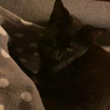 Picture of cat lost at Perwez Haillot