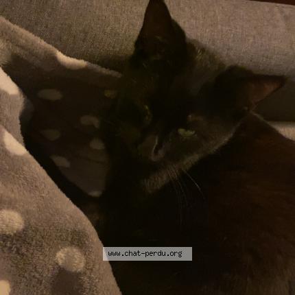 Photo 1/1 Câline Chat lost in Perwez haillot