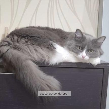 Photo 1/1 Choupette Chat lost in Canejan