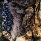 Picture of cat found at Saint Clement De Riviere