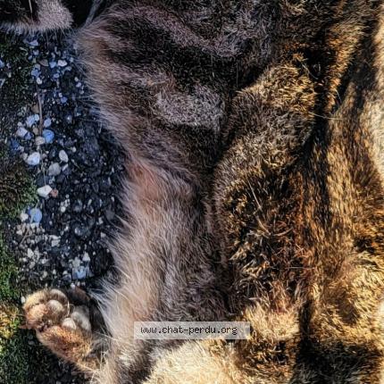 Photo 1/1 Found cat Found in Saint clement de riviere