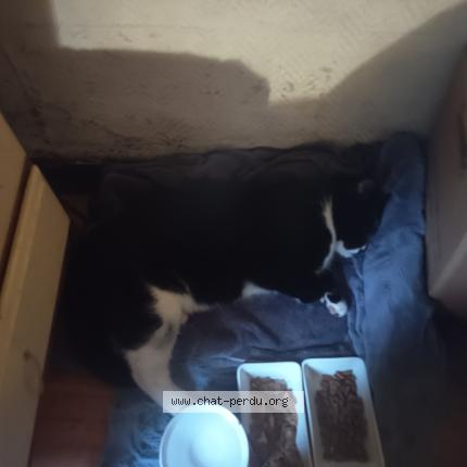 Photo 1/1 Found cat Found in Talence