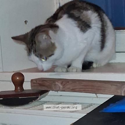 Photo 1/1 Found cat Found in Rochefort