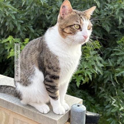 Photo 1/1 Oscar Chat lost in Paulhan