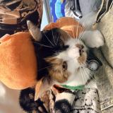 Picture of cat lost at Canton