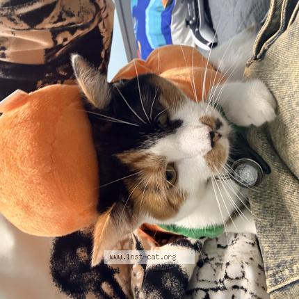 Photo 1/1 Bella Chat lost in Canton