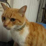 Picture of cat found at Mazamet