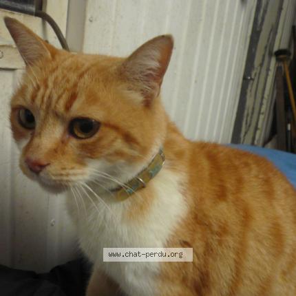 Photo 1/1 Found cat Found in Mazamet