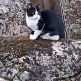 Picture of cat lost at Bressuire 79300
