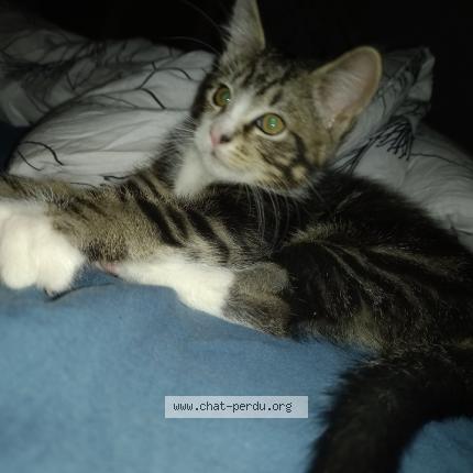 Photo 1/1 Atchoum Chat lost in Saint germain du bois