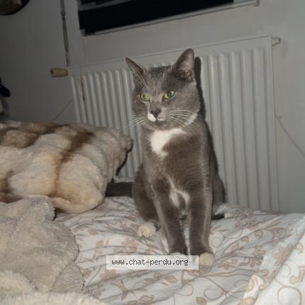 Photo 1/1 Louki Chat lost in Vannes