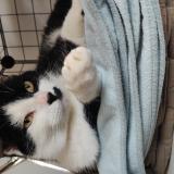 Picture of cat lost at Vasselay