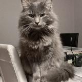 Picture of cat lost at Brive La Gaillarde