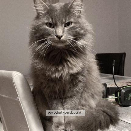 Photo 1/1 Guizmo Chat lost in Brive la gaillarde