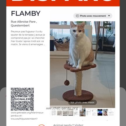 Photo 1/1 FLAMBY Chat lost in Questembert
