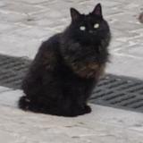 Picture of cat found at La Cadiere D Azur