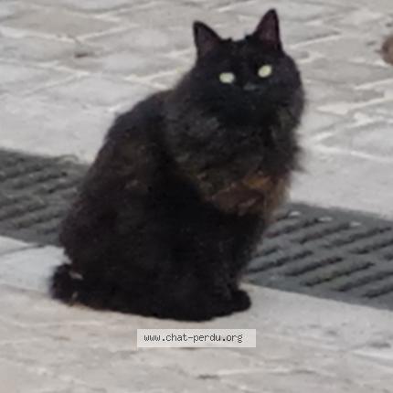 Photo 1/1 Found cat Found in La cadiere d azur