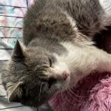 Picture of cat found at Roybon