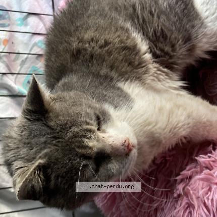 Photo 1/1 Cat reunited Found in Roybon