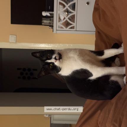 Photo 1/1 Styx Chat lost in Cannes