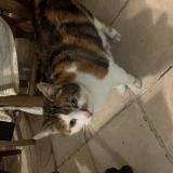 Picture of cat found at Triel Sur Seine