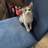 Picture of cat lost at Inkster