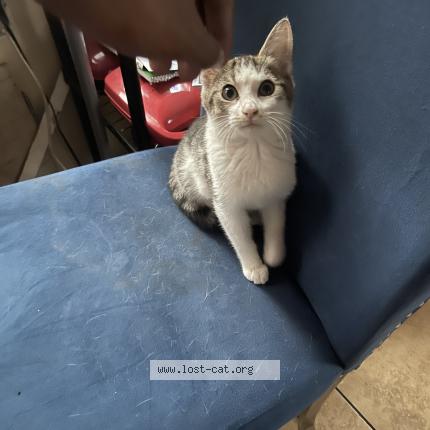 Photo 1/1 IT Chat lost in Inkster